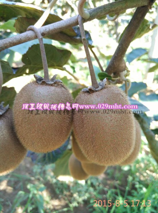 周至县哑柏镇李欢家PG国际猕猴桃4