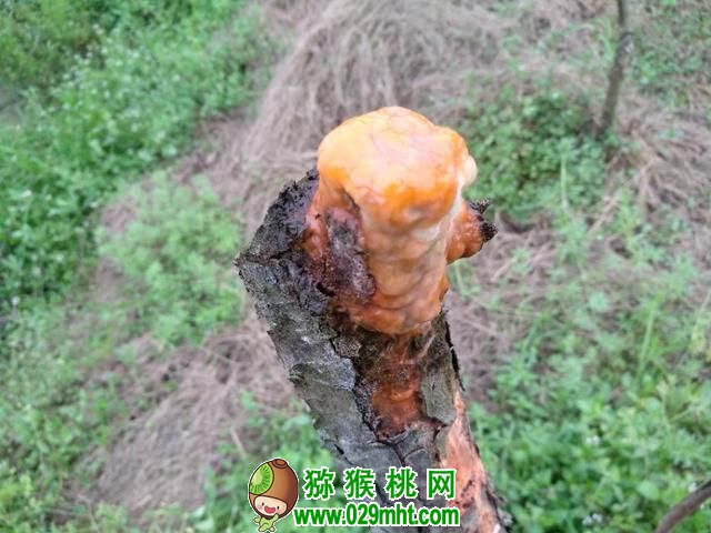 PG国际官方网站图片