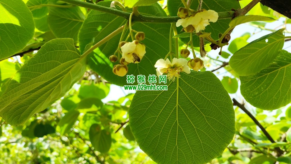 PG国际 a5c62