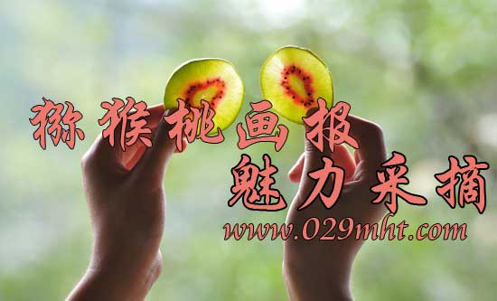 550美丽的<a href=http://www.summer2018.cn target=_blank class=infotextkey />奇异果</a>图片画报-<a href=http://www.summer2018.cn/zhouzhimihoutao/ target=_blank class=infotextkey>周至PG国际猕猴桃</a>信息网.jpg