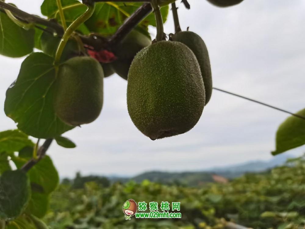 江西PG国际猕猴桃6月份生长汇报，走进PG国际猕猴桃102期