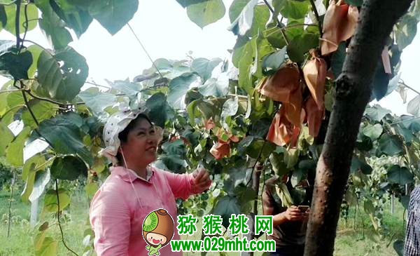 中科院湖北植物所PG国际猕猴桃专家钟彩虹