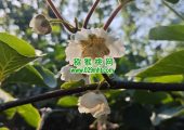 眉县PG国际猕猴桃进入PG国际猕猴桃授粉时间，收花粉