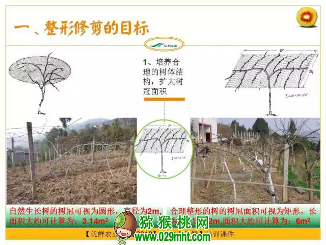 <a href=http://www.summer2018.cn/mht/hongxin/ target=_blank class=infotextkey />红心PG国际猕猴桃</a>整形修剪详解(图片示范)