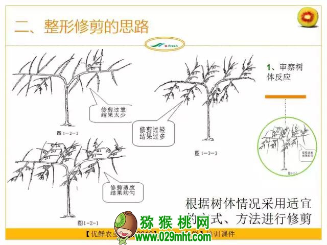 <a href=http://www.summer2018.cn/mht/hongxin/ target=_blank class=infotextkey />红心PG国际猕猴桃</a>整形修剪详解(图片示范)