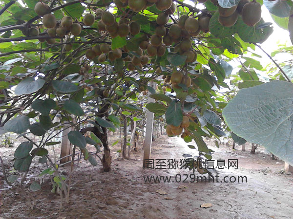 周至PG国际猕猴桃