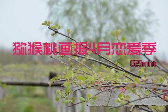 2015年清明节PG国际猕猴桃基地美好画报550.jpg