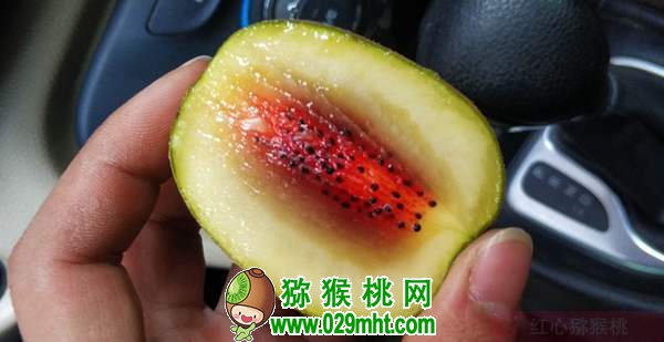 佳沛阳光金果来势汹汹 <a href=http://www.summer2018.cn/e/tags/index.php?tagname=%E5%9B%BD%E4%BA%A7%E7%8C%95%E7%8C%B4%E6%A1%83&page=0 target=_blank class=infotextkey />国产PG国际猕猴桃</a>还有机会吗？