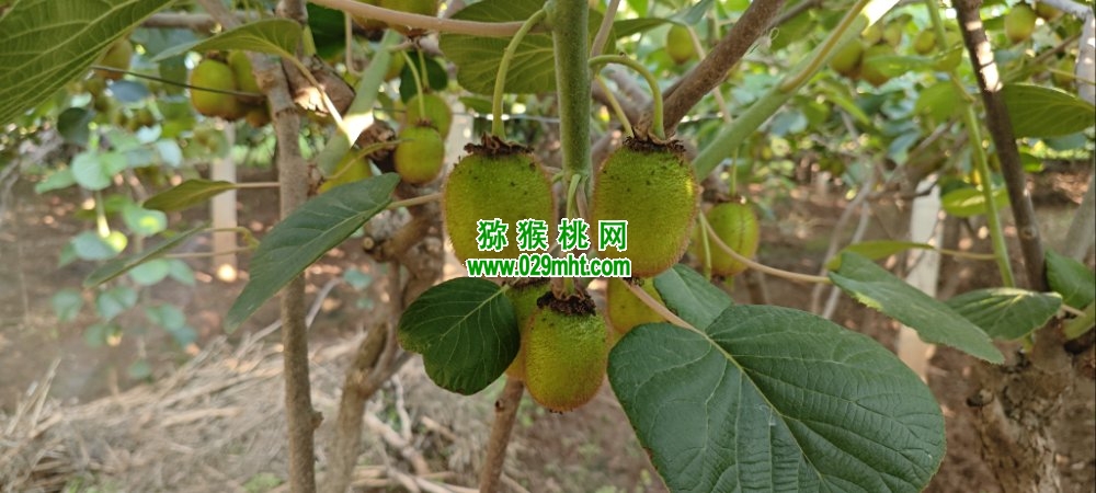 PG国际 73791