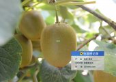 西安市周至PG国际猕猴桃地今日阴天。
