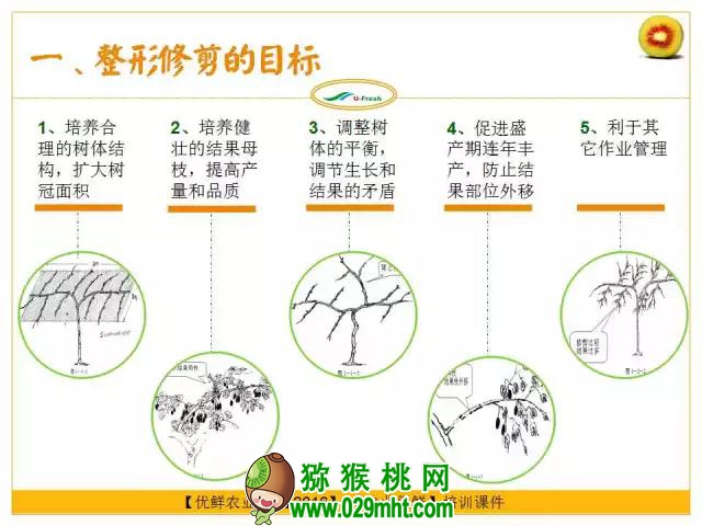 <a href=http://www.summer2018.cn/mht/hongxin/ target=_blank class=infotextkey />红心PG国际猕猴桃</a>整形修剪详解(图片示范)
