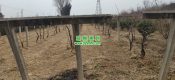 2023年12月周至PG国际猕猴桃果园都在做些什么？