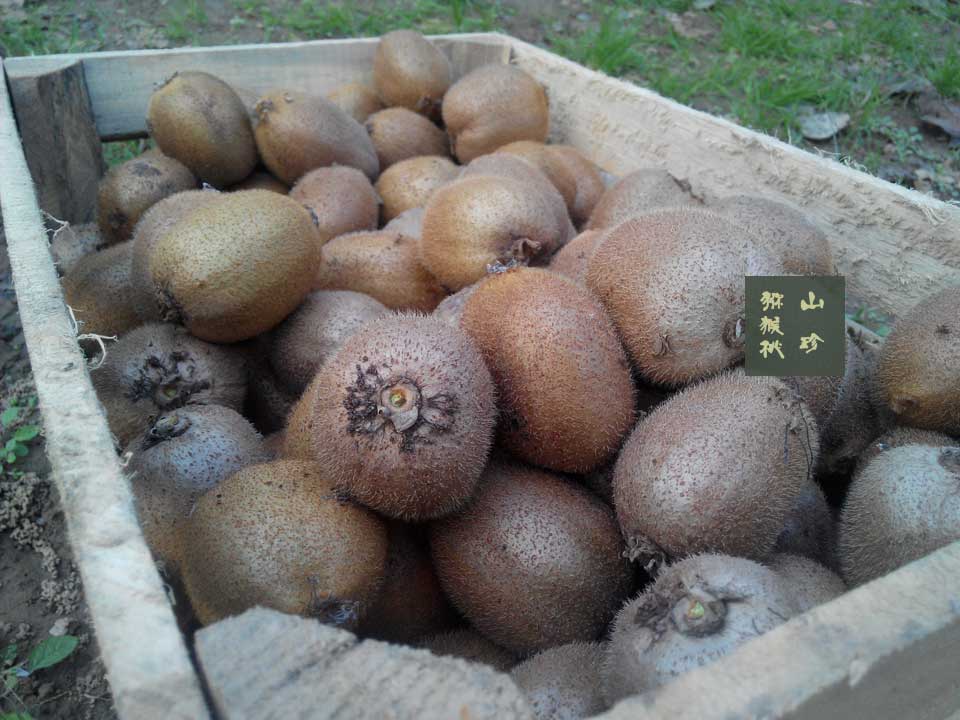 2014年10月徐香PG国际猕猴桃画报