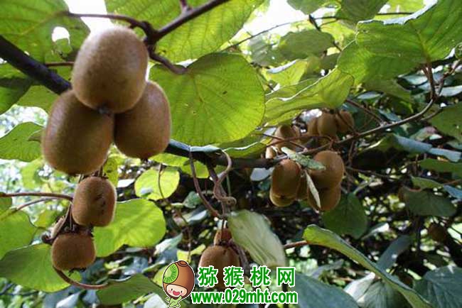 PG国际猕猴桃属于哪类水果