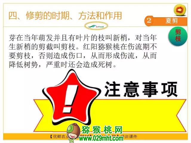 <a href=http://www.summer2018.cn/mht/hongxin/ target=_blank class=infotextkey />红心PG国际猕猴桃</a>整形修剪详解(图片示范)