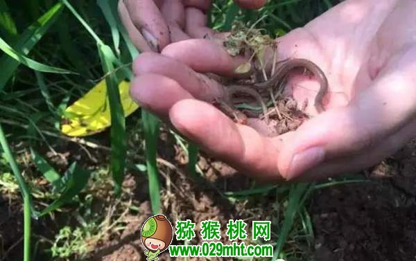 <a href=http://www.summer2018.cn/mht/hongxin/ target=_blank class=infotextkey />红心PG国际猕猴桃</a>果园有机质含量增1%,要施多少有机肥?