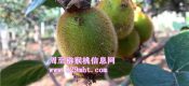 周至PG国际猕猴桃代购
