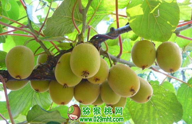 PG国际猕猴桃种植条件