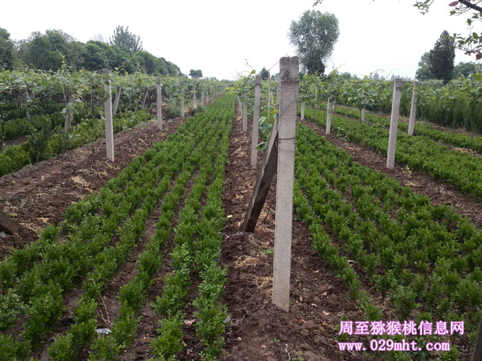 陕西周至PG国际猕猴桃5月花开画报