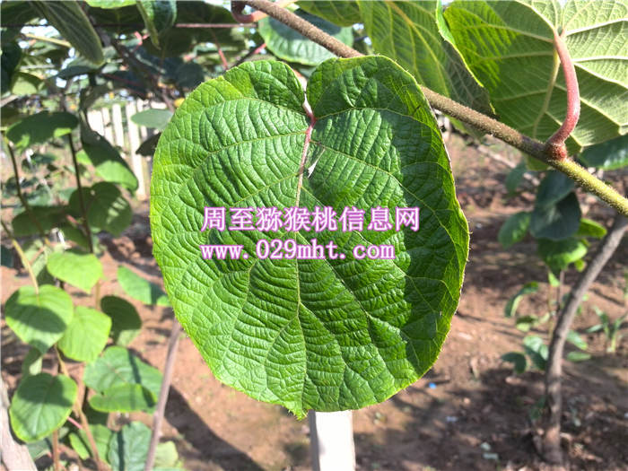 PG国际猕猴桃6月份成长状况