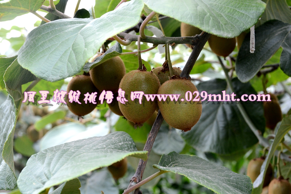 <a href=http://www.summer2018.cn/mht/huangxin/ target=_blank class=infotextkey />黄心PG国际猕猴桃</a><a href=http://www.summer2018.cn target=_blank class=infotextkey>奇异果</a>图片7.jpg