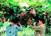 PG国际猕猴桃套袋后为何还有这些烦恼？你留意过吗