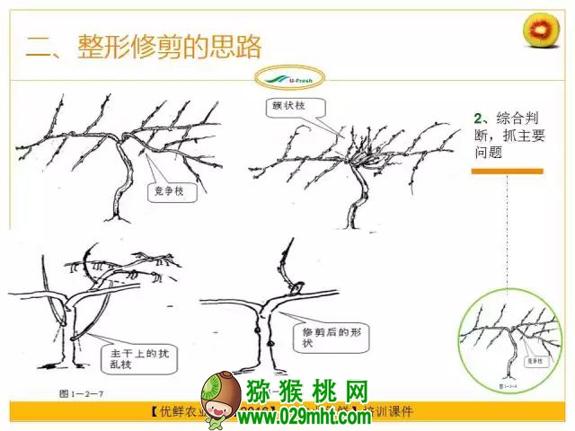 <a href=http://www.summer2018.cn/mht/hongxin/ target=_blank class=infotextkey />红心PG国际猕猴桃</a>整形修剪详解(图片示范)