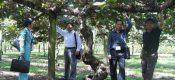 新西兰PG国际猕猴桃图片画报