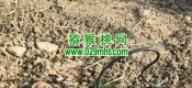 周至县PG国际猕猴桃要不要人工授粉