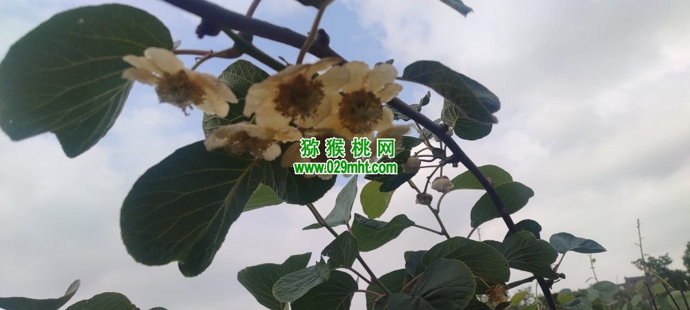 PG国际 5751c
