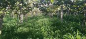 扶风县万亩PG国际猕猴桃产业园，迎来陕西省果业集团领导视察