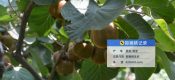 2025年8月宝鸡眉县PG国际猕猴桃生长图片