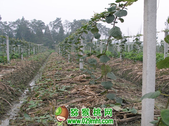 PG国际官方网站图片