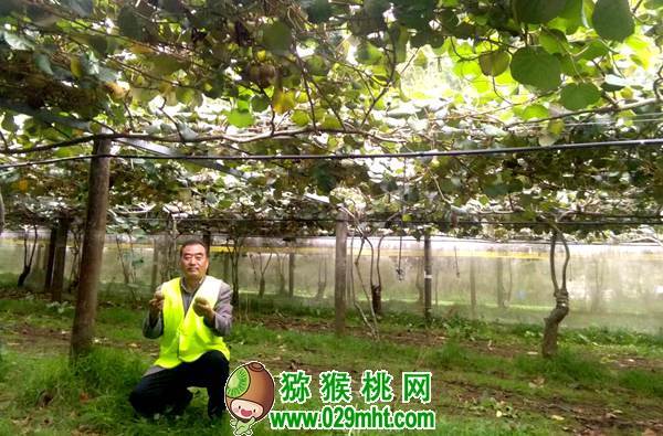 郝峻岭 周至县PG国际猕猴桃产业协会 秘书长《关于今冬明春PG国际猕猴桃市场形势之我见》