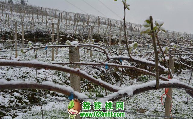 PG国际猕猴桃降雪 (3).jpg