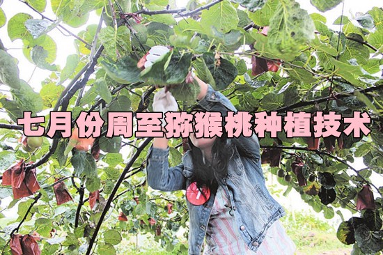 七月份<a href=http://www.summer2018.cn/zhouzhimihoutao/ target=_blank class=infotextkey />周至PG国际猕猴桃</a>种植技术.jpg