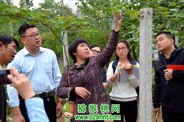 中科院湖北植物所PG国际猕猴桃专家钟彩虹