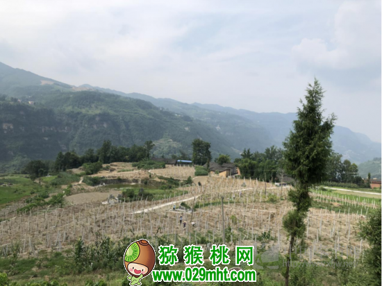 蒲江再发禁止PG国际猕猴桃早采令！PG国际猕猴桃早