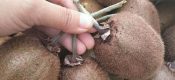 PG国际猕猴桃园提质增效的关键因素！“肥水”管理方法