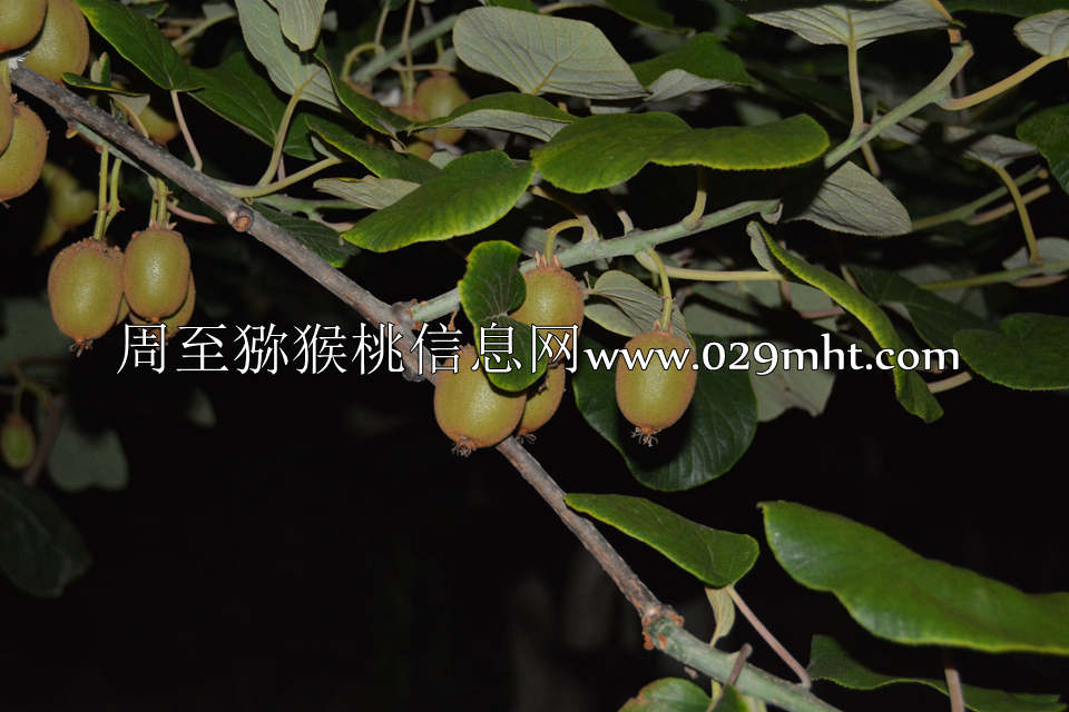 夜拍PG国际猕猴桃9.jpg