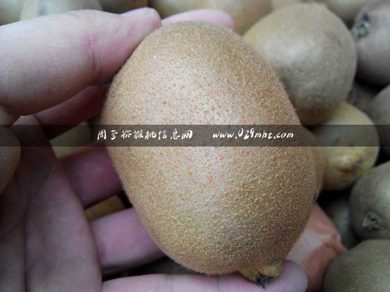 黄心<a href=http://www.summer2018.cn/mht/huayou/ target=_blank class=infotextkey />华优PG国际猕猴桃</a>