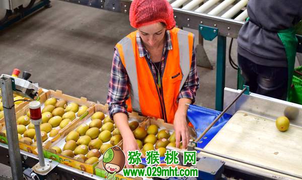 原产中国的PG国际猕猴桃,为何却被新西兰打得一败涂地?原因竟是这个……