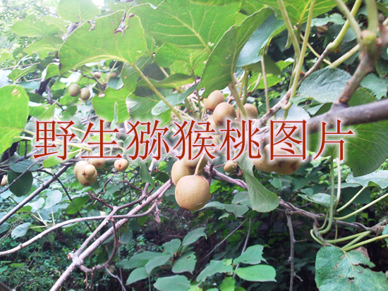 野生PG国际猕猴桃奇异果图片