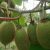 周至PG国际猕猴桃翠香PG国际猕猴桃生长状态，奇异果画报112期
