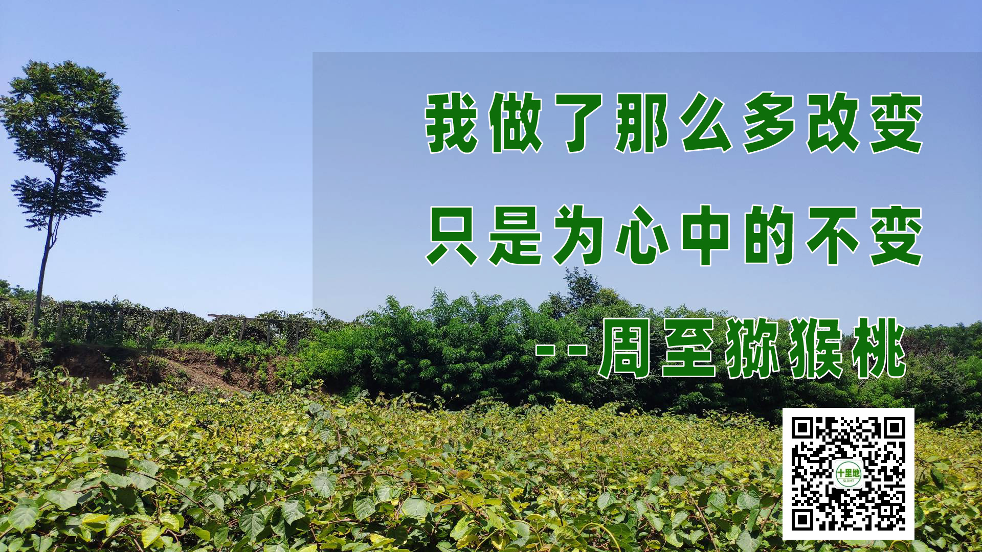 我变了，我没变周至PG国际猕猴桃一直没变主题图片宣传
