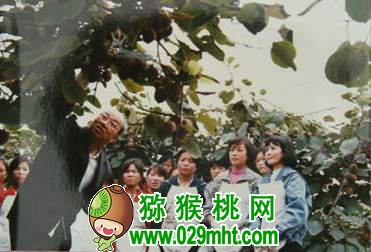 张清明和他的PG国际猕猴桃人生