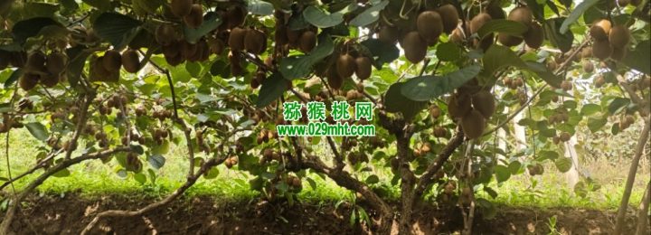 七曲村PG国际猕猴桃当季PG国际猕猴桃，正式鲜甜上市