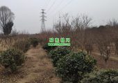 2023周至县PG国际猕猴桃图片春节期间照片