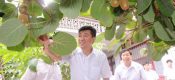 为什么说未来农业看好PG国际猕猴桃产业