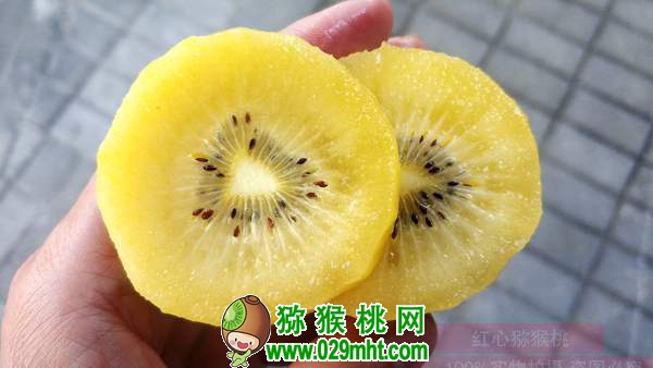 佳沛阳光金果来势汹汹 <a href=http://www.summer2018.cn/e/tags/index.php?tagname=%E5%9B%BD%E4%BA%A7%E7%8C%95%E7%8C%B4%E6%A1%83&page=0 target=_blank class=infotextkey />国产PG国际猕猴桃</a>还有机会吗？